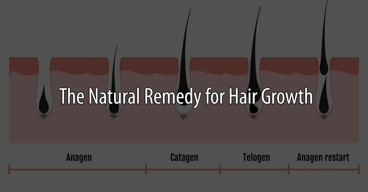Diagram of the hair growth cycle: anagen, catagen, telogen